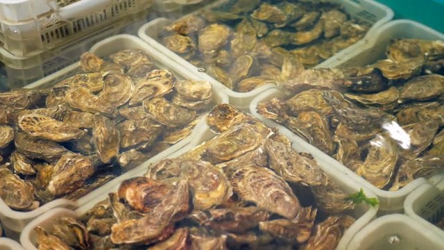Fresh oysters in water at fish market. Various oyster in one place