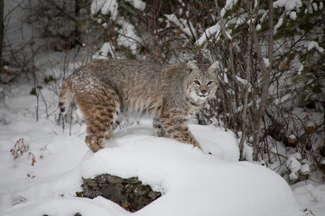Canada Lynx