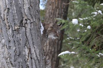 Canada Lynx
