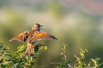 Bird fright