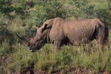 Naklejka na ściany i meble Full horn Rhino