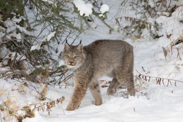 Canada Lynx