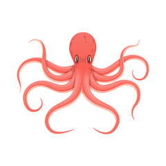 Colorful red octopus, an animal in a water fauna.