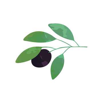 Illustration of branch with black olive and green leaves. Sign of peace. Organic food. Design for decoration, logo or label. Cartoon vector icon isolated on white.
