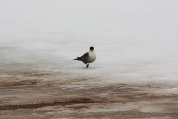 Черноголовая чайка, (Larus melanocephalus) на снегу.