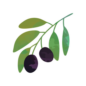 Flat vector illustration of branch with black olives and green leaves. Cartoon graphic design for brand label, logo or decoration