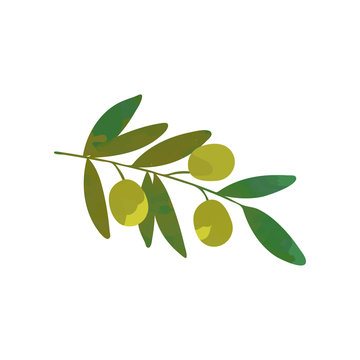 Cartoon branch of olive tree with green leaves. Traditional symbol of peace. Organic food product. Isolated flat vector.