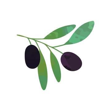 Two black ripe olives on branch with green leaves. Organic or vegan food concept. Graphic design template for image product, card or sticker. Colored flat vector isolated on white