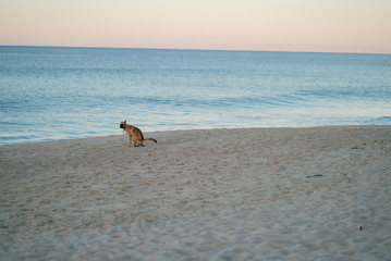 Dog sitting on the beach at sunrise in Portugal