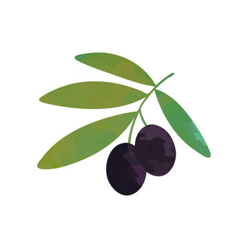 Cartoon illustration of branch with black ripe olives and green leaves. Decorative natural element for menu or cosmetic product. Isolated flat vector design