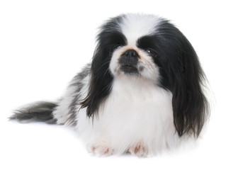 Pekingese dog in studio