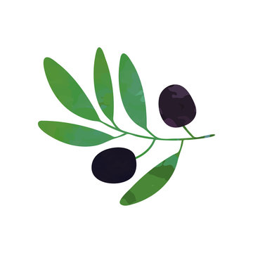 Black olives on branch with leaves. Organic and healthy food design. Flat element for oil label, company logo or cosmetics emblem. Vector