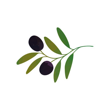 Vector decorative branch with black olives and green leaves isolated on white. Healthy food. Organic care cosmetics.
