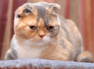 The Scottish Fold cat rests in its place