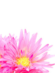Pink Flower Background