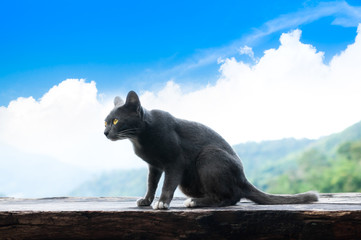 Obraz na płótnie Canvas Black cat with yellow eyes sitting outside on the wooden balcony looking to a side with blue sky background. cloudy day