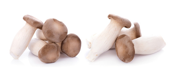 King oyster mushroom Pleurotus eryngii on white background