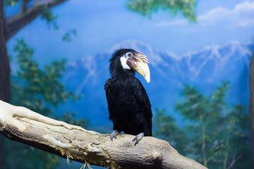 Bird Rhyticeros plicatus in the zoo