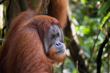 male orangutan in Sumatra National Park