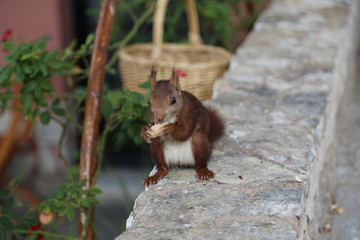 Naklejka na ściany i meble Squirrel of Sagunto