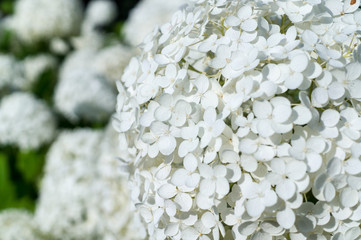 white hydrangea flowers at summer. background, nature.