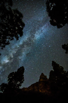 nightsky in the woods