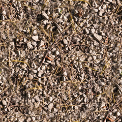 rocky ground texture at autumn. background.