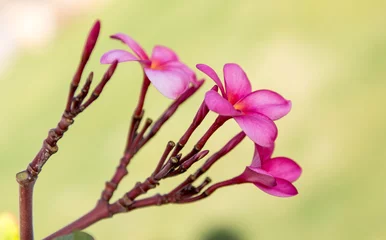 Foto op Canvas frangipani flower blooming in the garden © ksena32