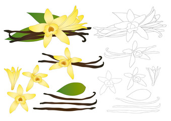 Vanilla Planifolia Flower Outline