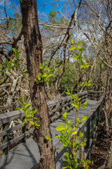 Boardwalk Leaves