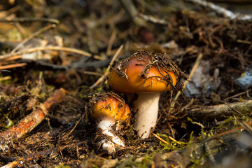 The forest mushroom grew in the coniferous forest under the needles after the rain