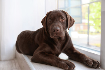Chocolate labrador retriever on window sill