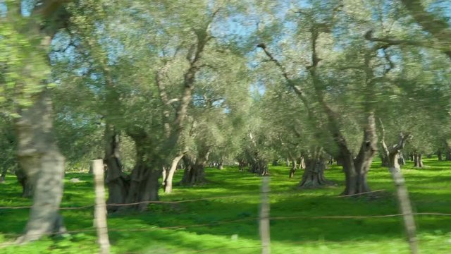 15148_View_of_the_olive_grove_in_the_farm_of_olive_trees.mov