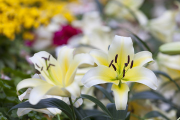 Lilly Flower in a garden