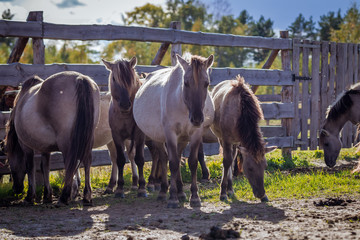 Horses from the herd of Polish conies are walking freely