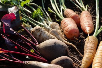 Wurzelgemüse