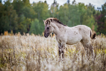 Foal of the Polish conic walks in freedom in autumn