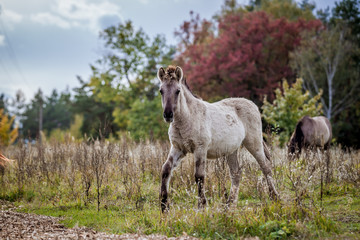 Naklejka na ściany i meble Foal of the Polish conic walks in freedom in autumn