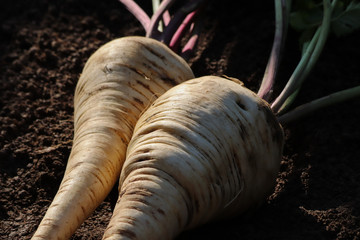 Obraz premium Frische Pastinaken