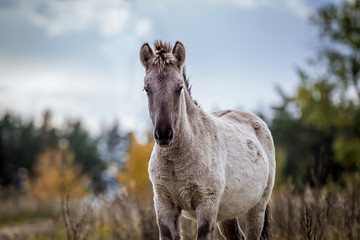 Foal of the Polish conic walks in freedom in autumn © Елизавета Мяловская