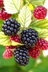 Closeup of blackberries in the garden