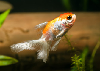 Goldfish in aquarium