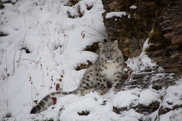 Snow Leopard Cub