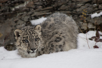 Snow Leopard Cub