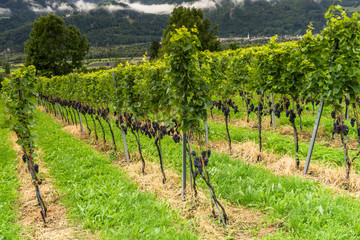 Fototapeta na wymiar grapevines with ripe pinot noir grapes ready for harvesting in a vineyard in the Rhine Valley in Switzerland