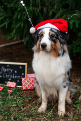 Serious australian shepherd in red santa hat sits under the christmas tree with wrapped gift boxes and black chalk board with inscription: Merry Christmas. New year 2018 symbol concept.