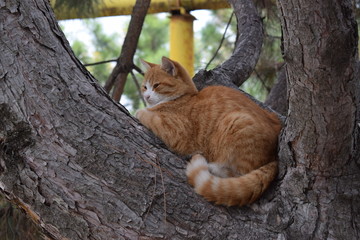 Naklejka na ściany i meble Red cat sitting on the pine