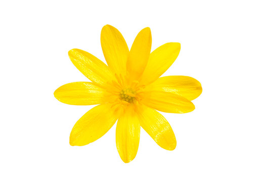 Fototapeta Yellow spring flower isolated