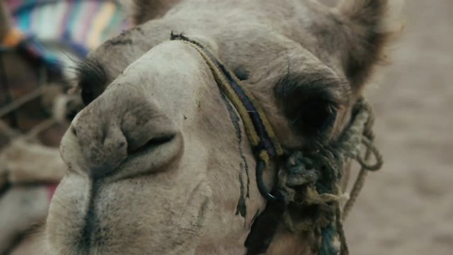 funny camel muzzle, close-up