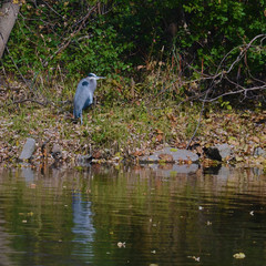 Great Blue heron